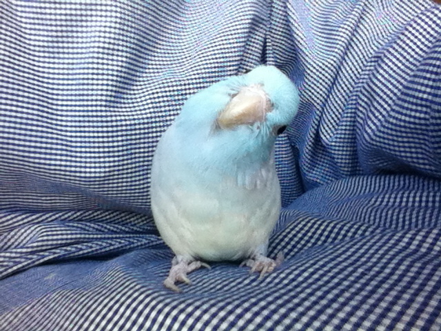 マメルリハの里親さん 急 東京都 鳥の里親募集 ペットのおうち 月間利用者150万人 マメルリハの里親さん 急 東京都 鳥の里親募集 ペットのおうち 月間利用者150万人