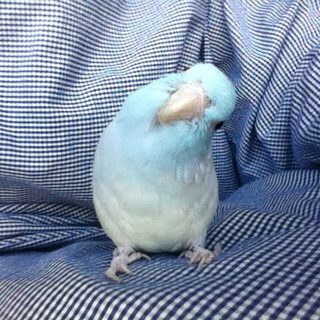 マメルリハの里親さん、急募です！