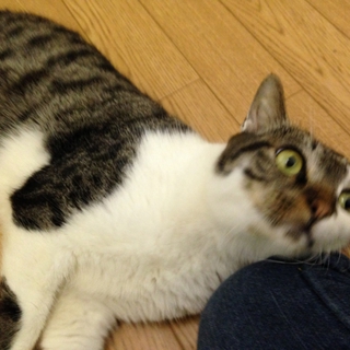 甘えん坊、成ネコちゃんの家族になってください。