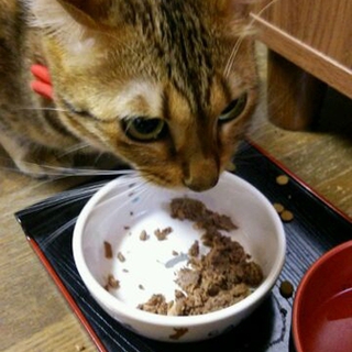 優しい飼い主の方募集します