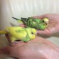 セキセイインコ雛
