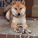柴犬の里親募集