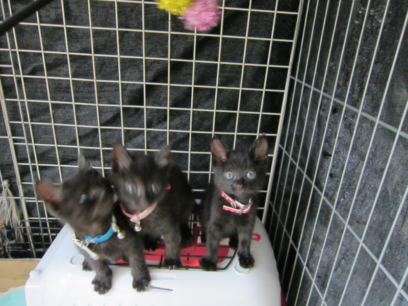 赤ちゃん黒猫募集中 サムネイル2