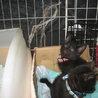 赤ちゃん黒猫募集中 サムネイル7