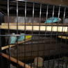 セキセイインコの里親決定 サムネイル3