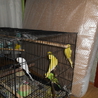 セキセイインコの里親決定 サムネイル2