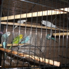 セキセイインコの里親決定 サムネイル4