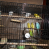 セキセイインコの里親決定 サムネイル5