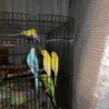 セキセイインコの里親決定 サムネイル6