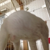 ブサかわ白猫 青い目♪ サムネイル3
