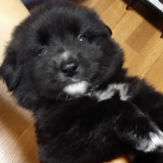 可愛い黒い子犬男の子1か月
