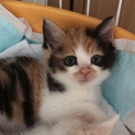 生後3週位 垂れ目顔の三毛ちゃん