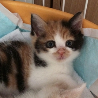 生後3週位 垂れ目顔の三毛ちゃん