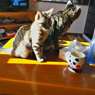 猫ちゃんの里親募集してます！