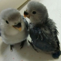 青いコザクラインコ里親募集
