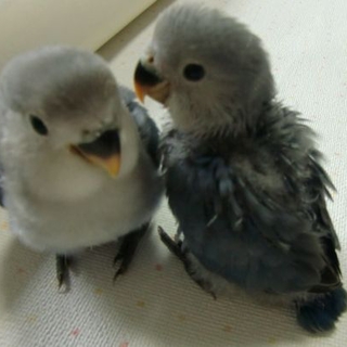 青いコザクラインコ里親募集