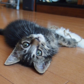 二匹一緒に迎えて頂きました！！
