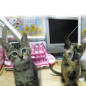 家族になってください♪