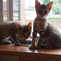５月初め生まれの子猫兄弟