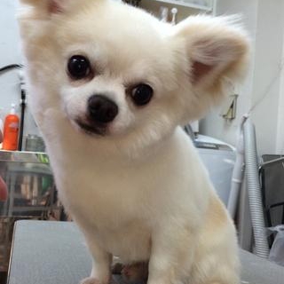 こぐまちゃんのように愛らしいチワワのオリバー☆