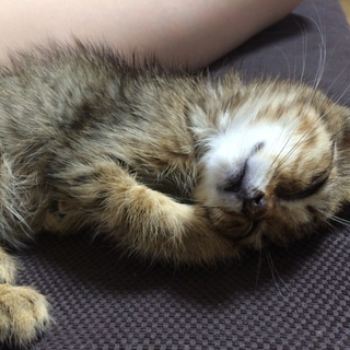 野良猫ちゃんでした！