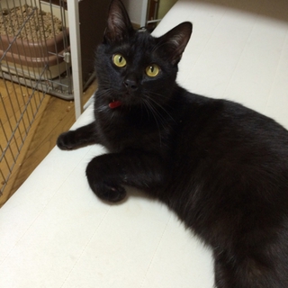 黒猫2匹の兄弟です。