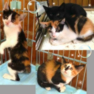 三毛3匹黒1匹の2カ月チョイ位の美猫です