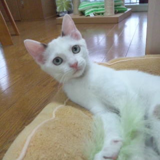ピコくん　落ち着きのある人懐こい子猫