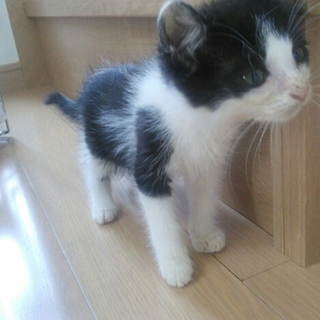 甘えん坊の白黒ハチワレ♡