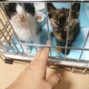 甘えん坊の白黒ハチワレ♡ サムネイル5