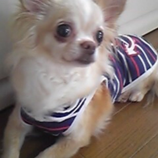 可愛いチワワ女の子