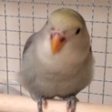 コザクラインコ 里親募集