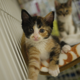 陽気な三毛子猫♀みかんちゃん