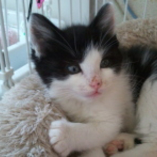 ふわふわ　黒白♂３か月位夢吉くん
