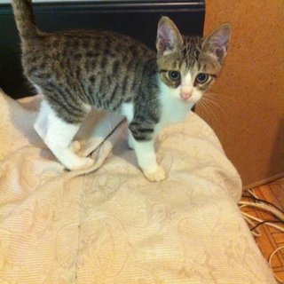 遊び盛りの可愛い4匹のきょうだい猫です！