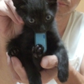 生後8週の黒猫の男の子里親募集です♪