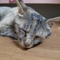 五つ子ちゃんのお母さん