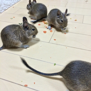 ありがとうございます！