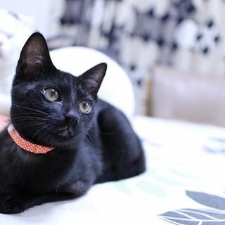黒猫うるし（仮名）人間のパパママを募集です。
