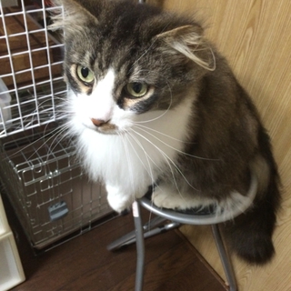 里親を探しています。