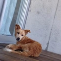 性格良い！1歳未満雑種メス犬新しい家族募集