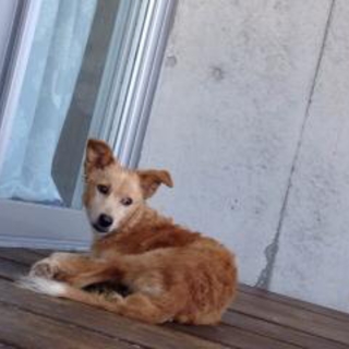 性格良い！1歳未満雑種メス犬新しい家族募集