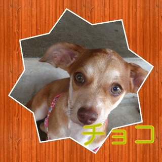 チワックス（子犬）里親募集