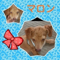 チワックス（子犬）里親募集