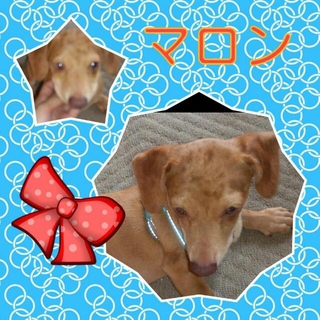 チワックス（子犬）里親募集