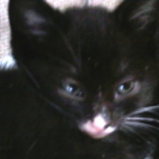 ふわふわ　黒白♀ほっかむりちゃん　2か月