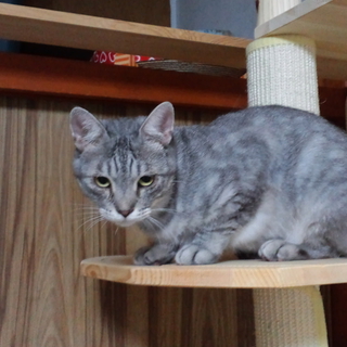 美声で小柄な猫ちゃん　里親募集です