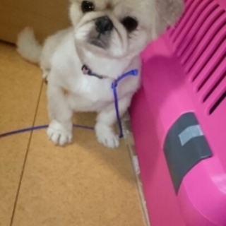 きなこの家族になっていただけませんか？