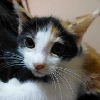 三毛子猫里親募集