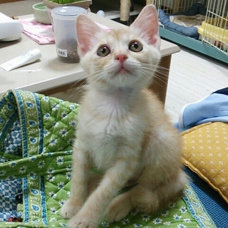 かぎしっぽ☆フリフリ♪フリージアくん
